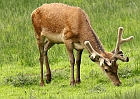 Deer2